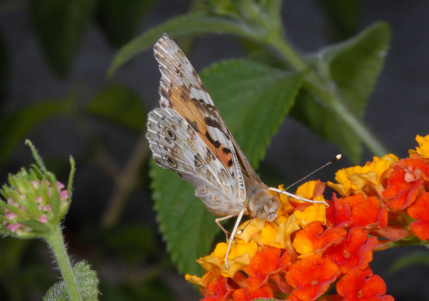 Vanessa cardui sulle lantane